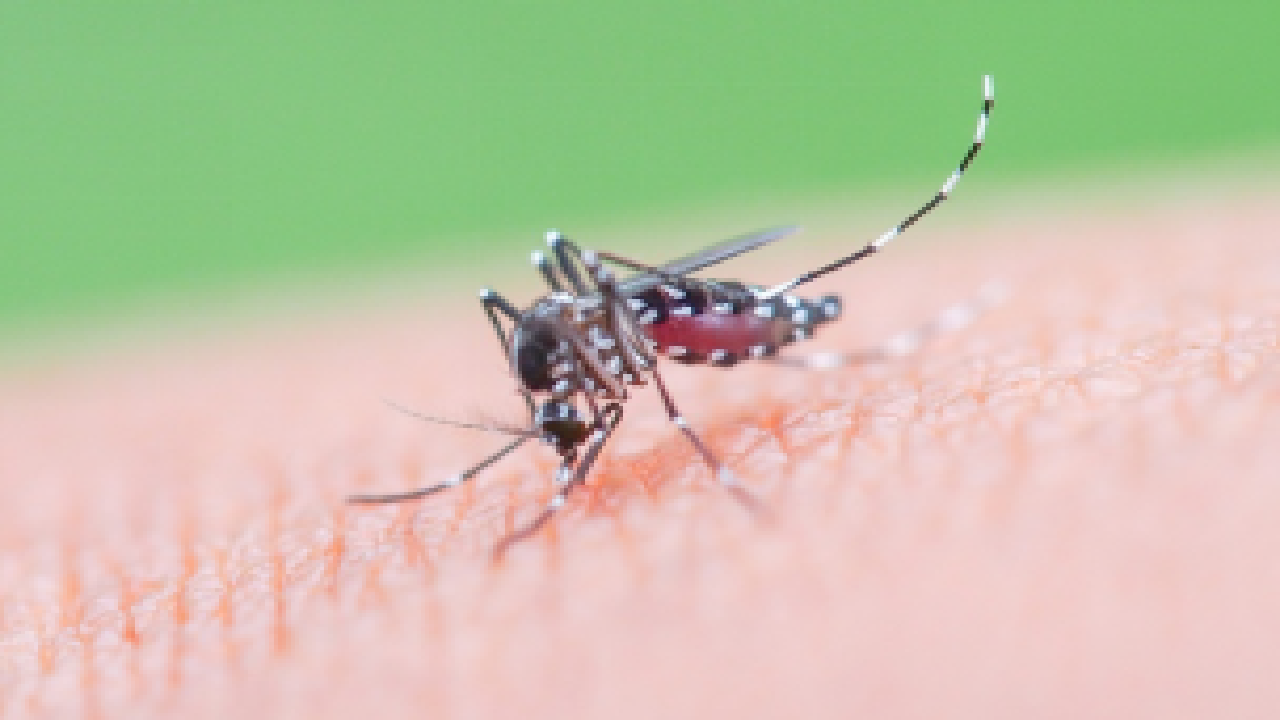 Demam Berdarah Dengue Pentingnya Deteksi Dini dan Penanganan yang Tepat