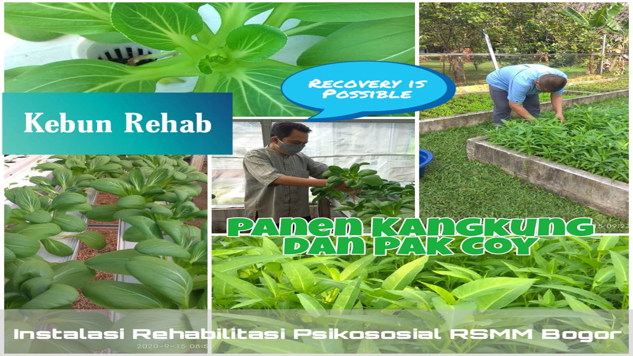 Panen Hari Ini di Kebun Rehab RSMM